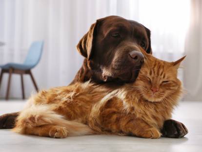 La cohabitation entre chiens et chats : difficultés et solutions