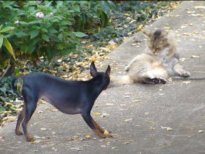 Un English Toy Terrier face à un chat