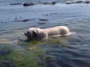 Un Skye Terrier et des Greyhounds se baignent