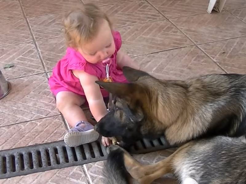 Un Bebe Et Un Berger Allemand Jouent A Deux Video