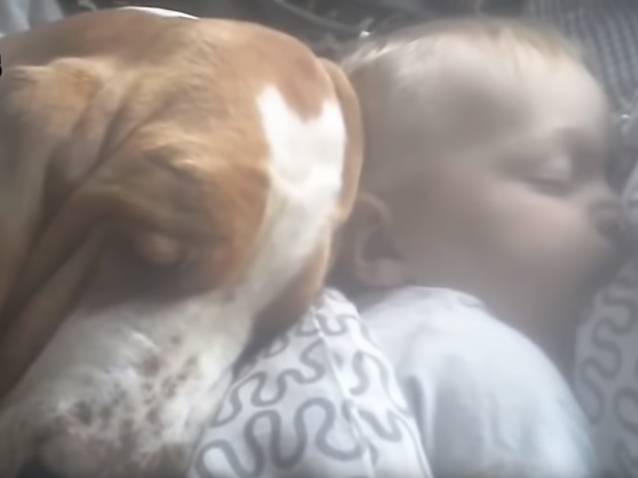 Le Basset Hound Calin Et Joueur Avec Bebe Video