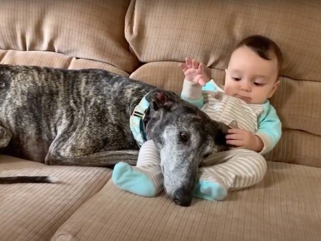 Un Galgo Espagnol Adore Les Moments De Tendresse Avec Un Bebe Video