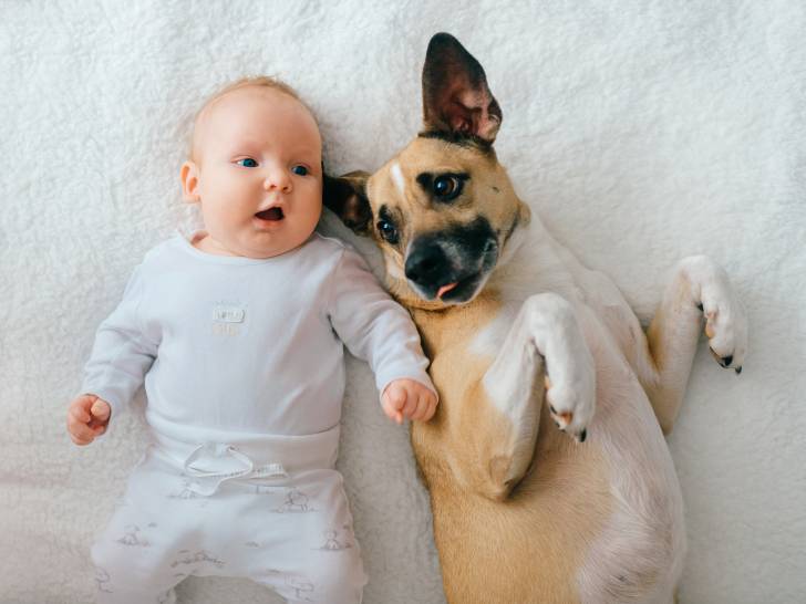 Faire Cohabiter Un Chien Et Un Bebe