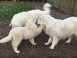 Quelle Race De Chien Choisir Vidéo