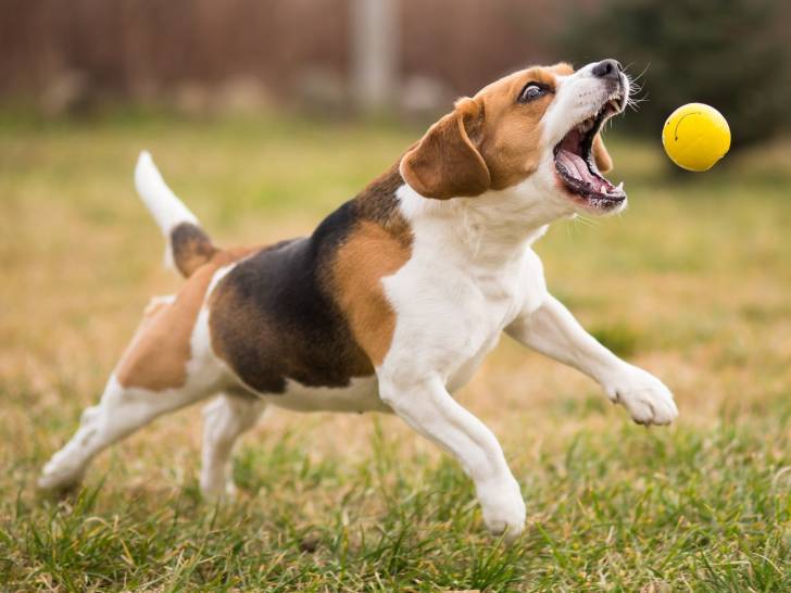 Lu0027importance du jeu chez le chien