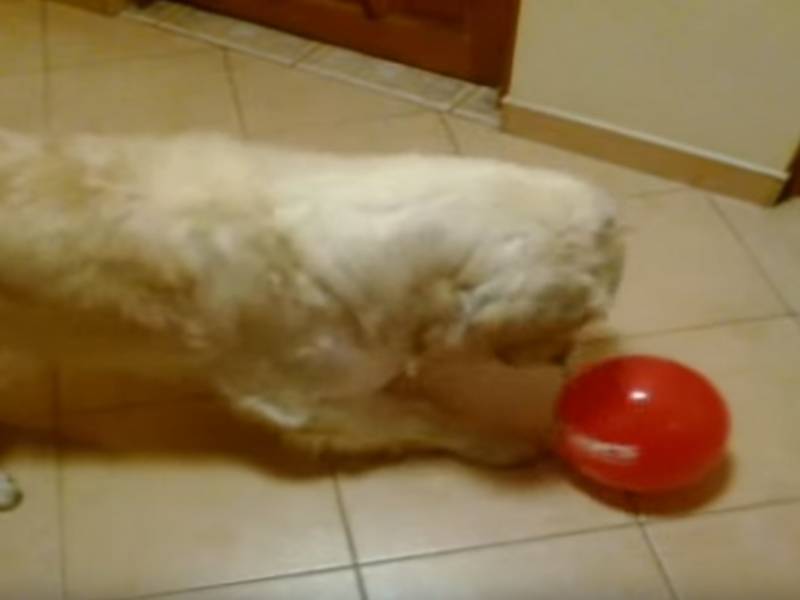 Comment Faire Un Chien Avec Un Ballon De Baudruche