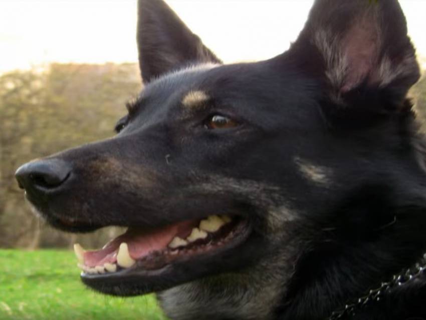 Un Chien De Berger Deurope De Lest Joue Avec Son Maître