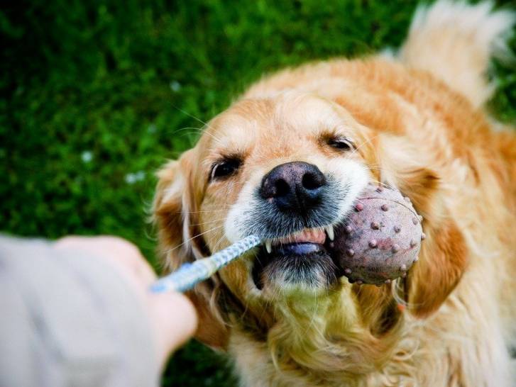 jouer avec chien jouer avec chien