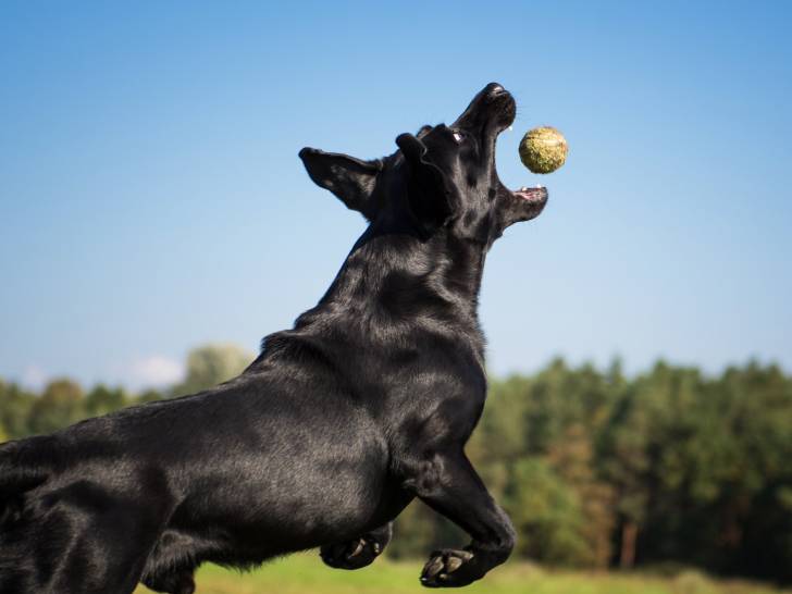 Un grand chien noir attrape une balle en plein vol