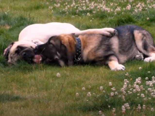 Comment Dresser Un Jack Russel Vidéo Un Mâtin Espagnol et un Mastiff (vidéo)