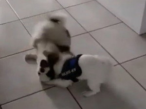 Club De Race Du épagneul Japonais Suisse 1 Clubs De Race