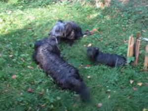 Des Skye Terriers font les fous dans le jardin