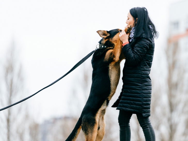 Mon Chien Est Insupportable Avec Les Invités Mon chien saute ou aboie sur les gens et les invités