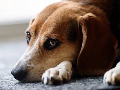 Pourquoi les chiens ont plus de problèmes de comportement de nos jours ?