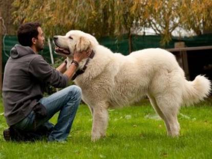 Un gros chien blanc en train d'être caressé par un comportementaliste canin