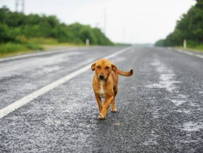 Chien fugueur : pourquoi mon chien fugue, et que faire ?