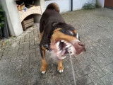 Exercices De Dressage Pour Un Bouvier D Appenzell Video