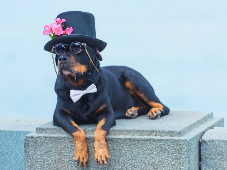 Un chien portant des accessoires de gentleman