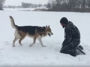 Blue Bay Shepherd Caractère Et éducation Santé Et