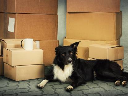 Un chien noir et blanc dans une maison avec des cartons pendant un déménagement