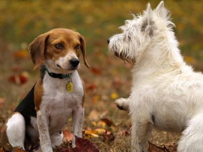 Communication canine : comprendre le langage des chiens entre eux