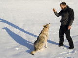 Comment bien comprendre son chien ?