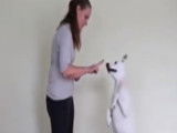 On peut éduquer un chien sourd : la preuve