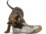 Mordillements : mon chien mordille tout, que faire ?