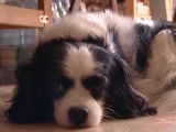 Vers qui se tourner quand un chien se comporte mal ?