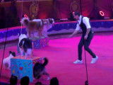Un numéro de cirque avec des chiens