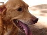 La communication intuitive avec les animaux