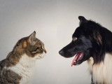 Un chat tigré couché à côté d'un gros chien