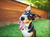 Test d'Aptitude à l'Education Sociale du Chien