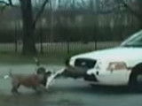 Un chien arrache le bouclier avant d'une voiture de police