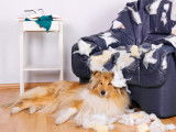 Chien couché au pied d'un divan qu'il a déchiré