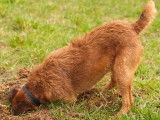 Un chien brun qui creuse un trou dans le jardin