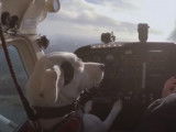 Un chien tellement intelligent qu'il peut piloter un avion ?