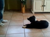 A 2 mois seulement, ce chiot Border Collie est déjà fort intelligent