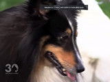 Que faire avec un chien anxieux