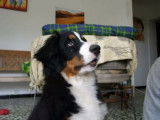 Un Bouvier Bernois qui adore aboyer
