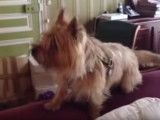 Un Cairn Terrier très bavard