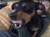 Un Pinscher nain s’énerve