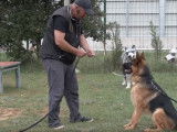 Comment gérer l'agressivité de son chien ?