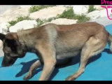 Un chien surmonte sa peur de l'eau