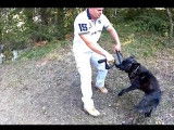 Comment éviter que votre chien morde sa laisse
