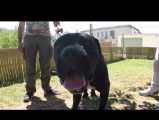 Le comportement d'un Cane Corso décrypté par un comportementaliste