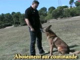Gérer les aboiements de son chien