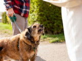 Chien qui saute ou aboie sur les invités : que faire ?
