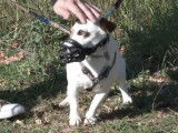 Education d'un Jack Russell anxieux