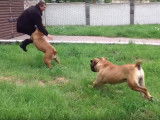Deux Boerboels stoppent une intrusion